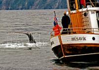 Whales at Husavik